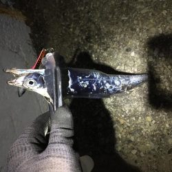 80cmオーバーのスズキ